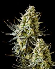 Grease Monkey Feminized - Nirvana Seeds