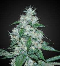 great white shark feminized 