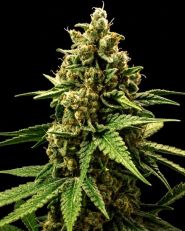 Great White Shark Feminized - Nirvana Seeds