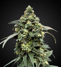 Green Crack Autoflower by 420 Seeds