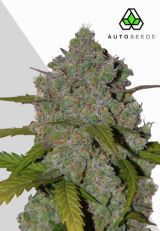 Green Crack Autoflower by Auto Seeds
