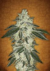 Green Crack Auto Feminized - Fast Buds