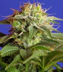 Green Poison Feminized - Sweet Seeds