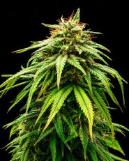 Green Crack Feminized - Nirvana Seeds