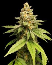 Green Papaya Feminized by Super Sativa Seed Club