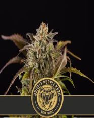 Grizzly Purple Kush Feminized by Blimburn