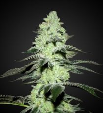 Girl Scout Cookies Feminized