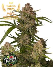 Guava Auto by Fast Buds