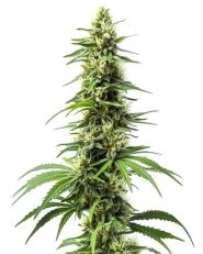 Harlequin Feminized by Blimburn
