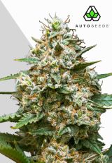 Maui Wowie Autoflower by Auto Seeds