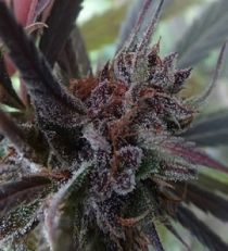 Haze x Kali China Feminized by Ace Seeds