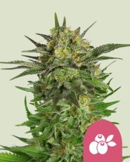 Haze Berry Feminized by Royal Queen Seeds