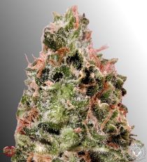 Waist Deep Auto by Heavyweight Seeds