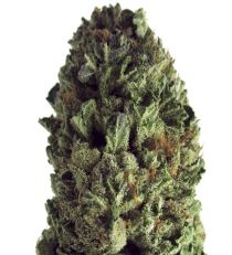 Budzilla by Heavyweight Seeds