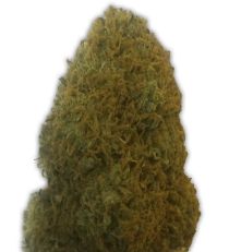 Champion by Heavyweight Seeds