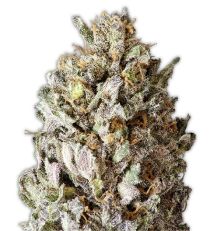 Diesel Drift by Heavyweight Seeds