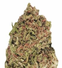 Dream Machine by Heavyweight Seeds