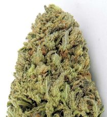 Fast & Vast Auto by Heavyweight Seeds