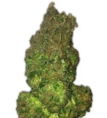 Fruit Punch Auto by Heavyweight Seeds