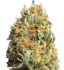 Fully Loaded Auto by Heavyweight Seeds