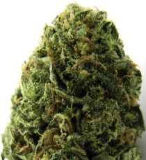 Massive Midget Auto by Heavyweight Seeds