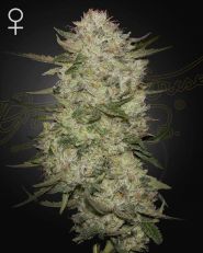 HighCloudZ Autoflower by Green House Seeds