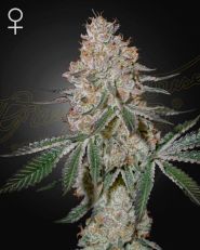 HighCloudZ Feminized by Green House Seeds