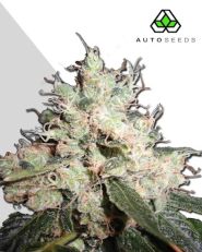 Hijack autoflower