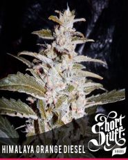 Himalayan Orange Diesel Auto Feminized by Short Stuff Seeds