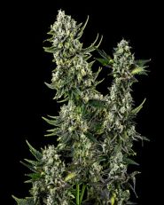 Hindu Kush Feminized - Nirvana Seeds
