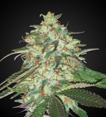 Hollands Hope Feminized