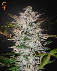 Holy Punch Feminized by Green House Seeds