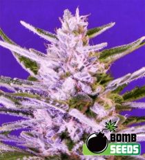Ice Bomb Feminized Marijuana Seeds