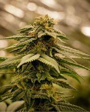 Ice Cream by Growers Choice