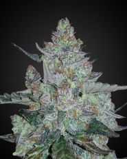 Ice Cream Cake Feminized