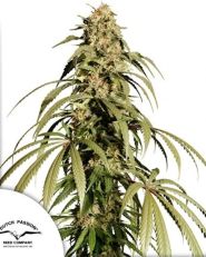 Ice Cream Haze by Dutch Passion