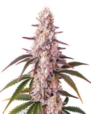 Ice Cream Cake Feminized by Blimburn