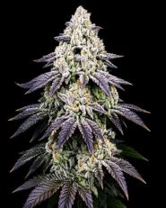 Ice Cream Cake Feminized - Nirvana Seeds