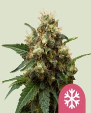 Ice by Royal Queen Seeds