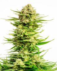 Indica Cream Feminized by Kannabia