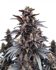 Indigo Sapphire Feminized 