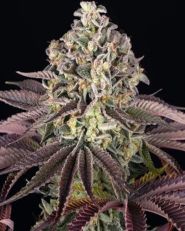 Insane OG Feminized by Barney's Farm