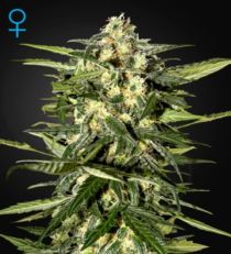 Jack Herer Auto Feminized Marijuana Seeds