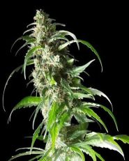 Jack F1 Feminized by Spliff Seeds