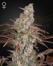 Jack's Dream Feminized by Green House Seeds