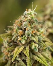 Jamaican Dream Auto by Growers Choice