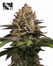 Jealousy Feminized by MSNL Seeds