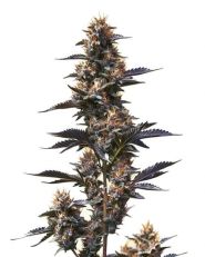 Jokerz Feminized by Blimburn
