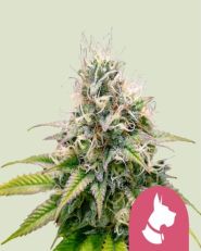 Kali Dog Feminized by Royal Queen Seeds