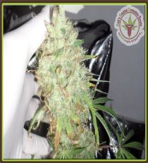 Kali's Lullaby by Dr Krippling Seeds